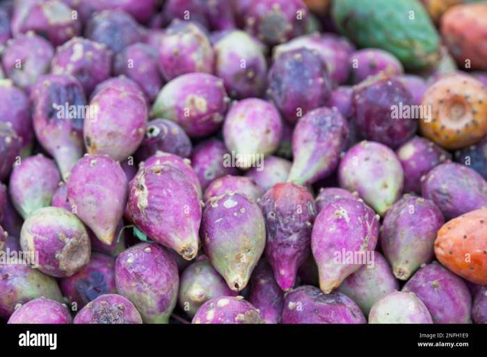 Opuntia spineless prickly pear opuntias indoors caring cacti planting pads thornless