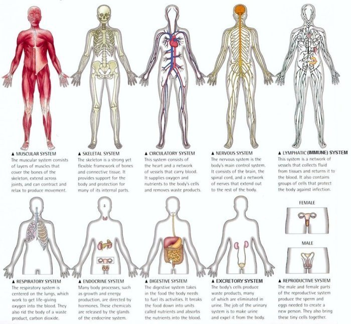Definition physical health