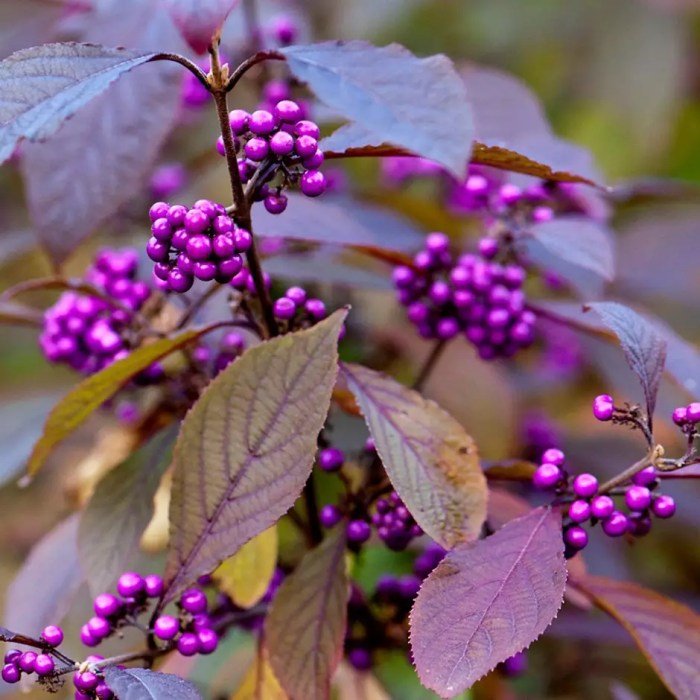 Callicarpa beautyberry purple dichotoma finegardening plant native shrub