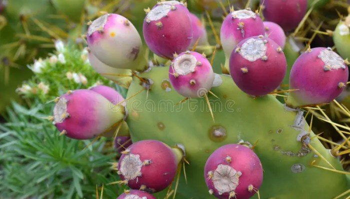 Pear prickly