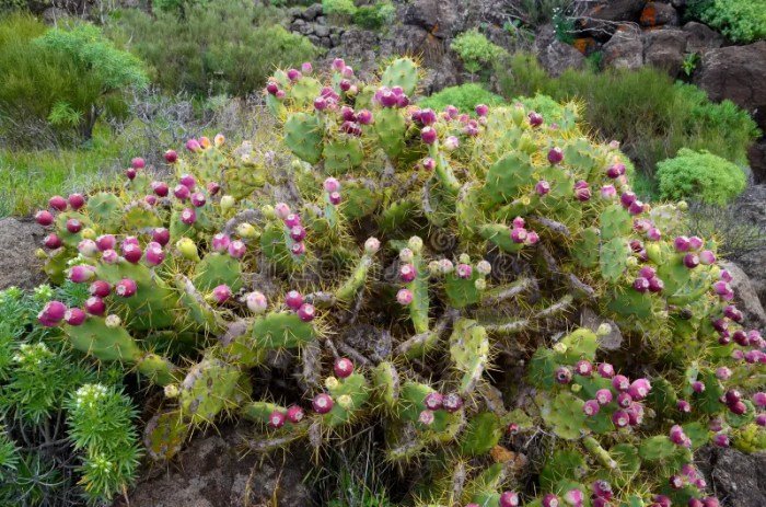 Opuntia prickly pear livestrong giove barba fico sapere occorre pears grasse piante coltivazione