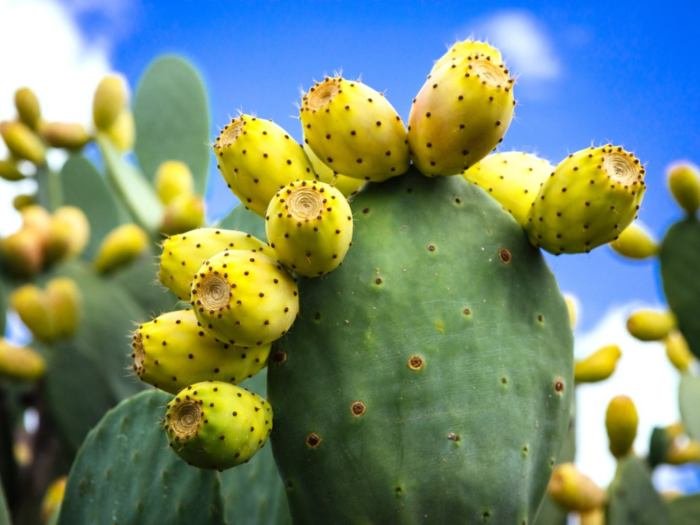 Cactus benefits health juice amazing stylecraze article