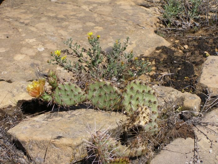 Health benefits of prickly pear