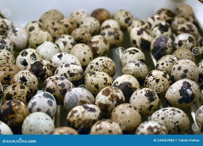 Quail eggs benefits health healthy surprising facts