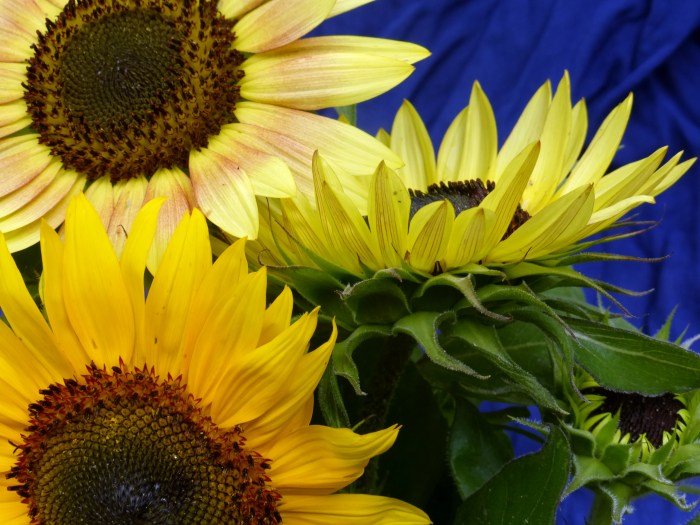 Sunflower helianthus annuus teddy bear velvet ships