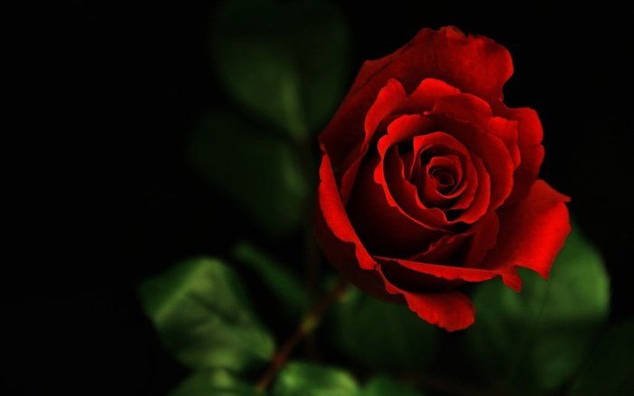 Beauty briar