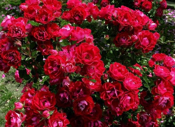 Climbing rose roses au flower beautiful treloarroses saved australia bushes visit bush garden climb rosa manita