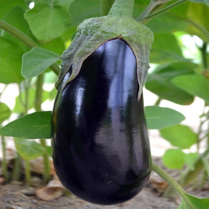 Black beauty eggplant