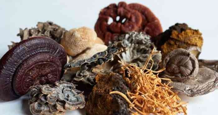 Best mushrooms health