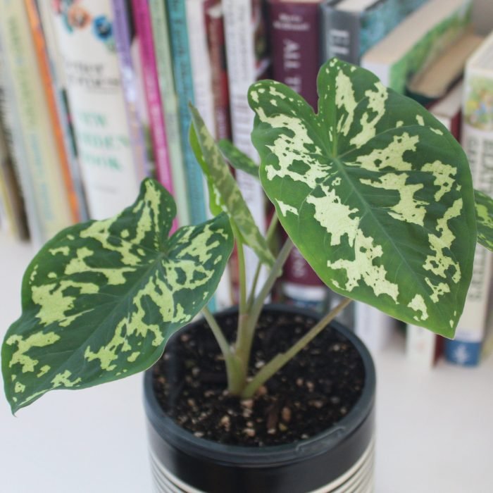 Hilo beauty alocasia