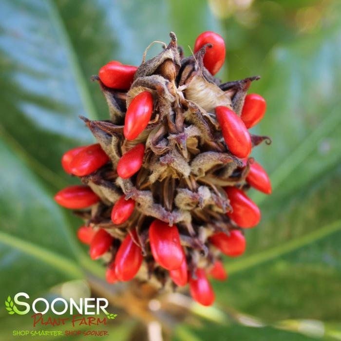 Magnolia brown beauty brackens bracken nursery downloads large