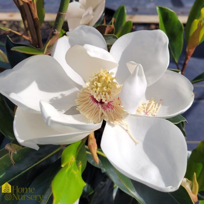 Brackens brown beauty magnolia