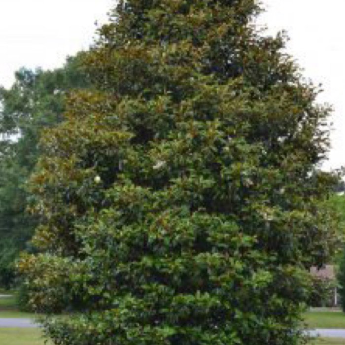 Brackens brown beauty magnolia