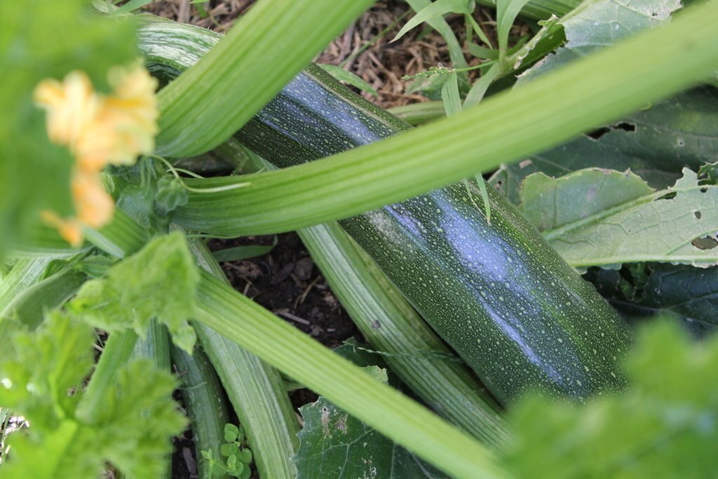 Zucchini pepo cucurbita