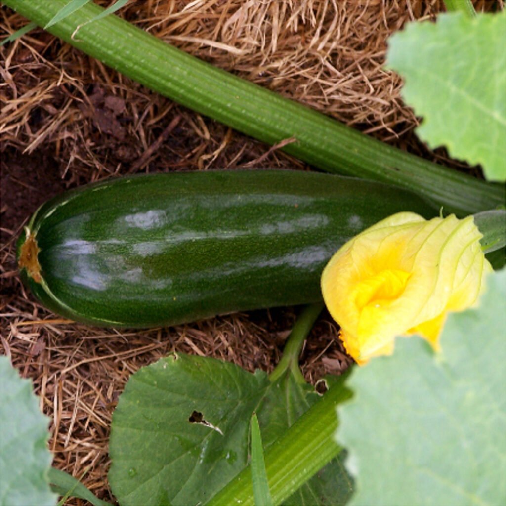 Zucchini