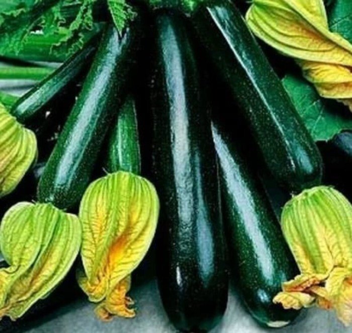 Black beauty zucchini