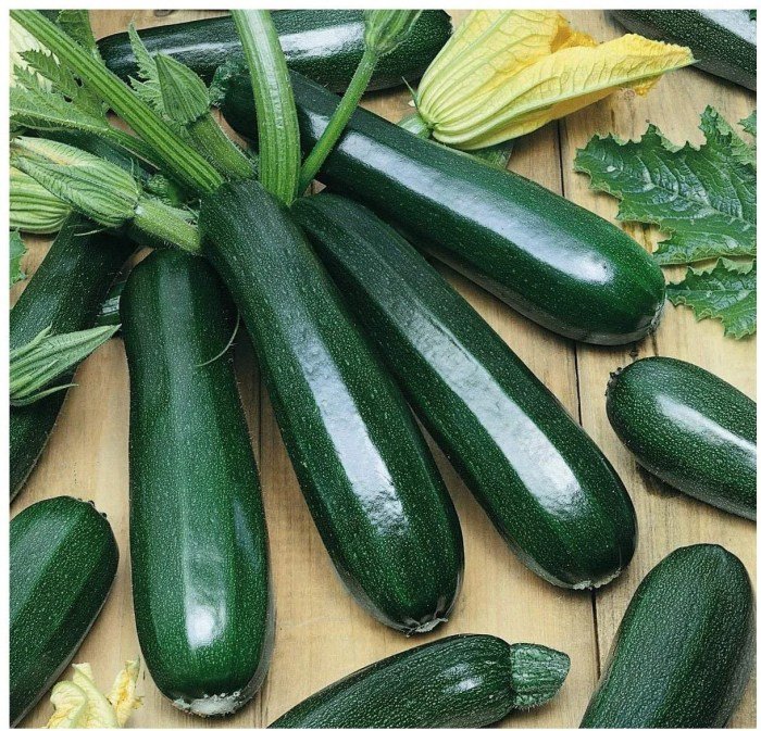 Zucchini heirloom tennessee