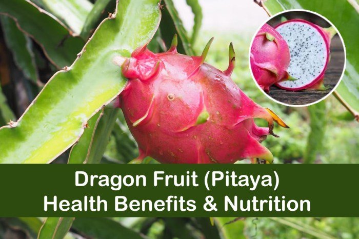 Fruit dragon benefits nutrition facts calories health eat carbs fat healthy